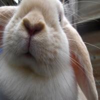 images/behandelingen/konijnen/trimsalon_brenda_waddinxveen-konijn.jpg